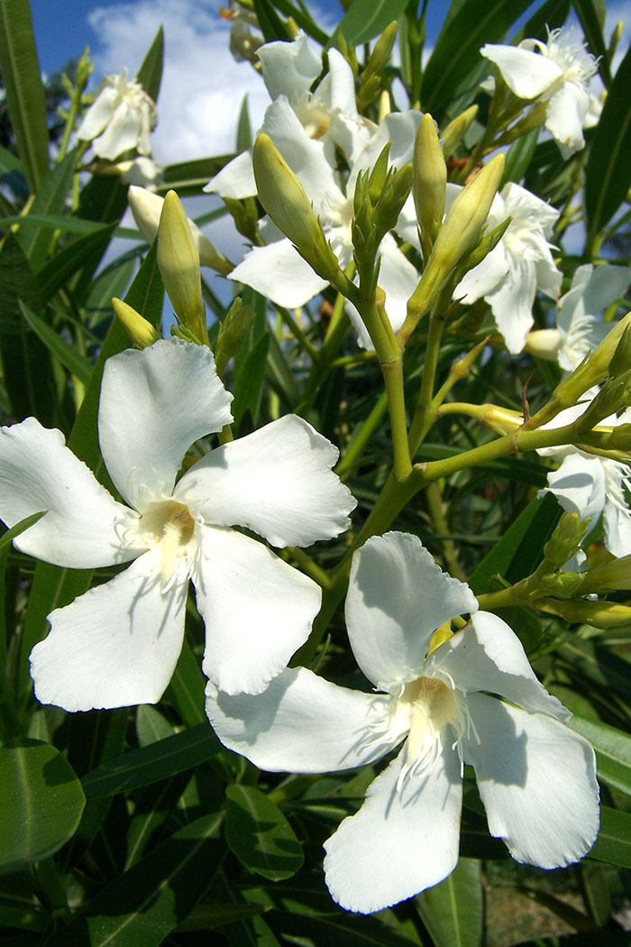 VIVEROS ALCANAR TONI, ADELFAS, (Nerium Oleander) ECONÓMICAS