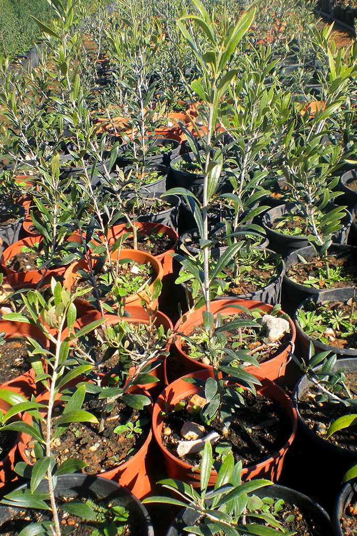 VIVEROS ALCANAR TONI, ADELFAS, (Nerium Oleander) BARATAS